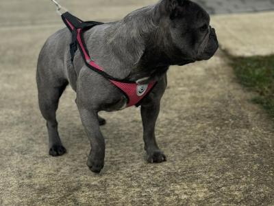 Female French Bulldog in Wexford