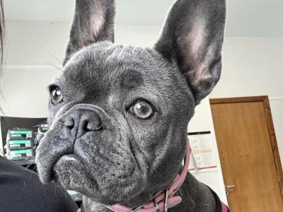 Female French Bulldog in Wexford