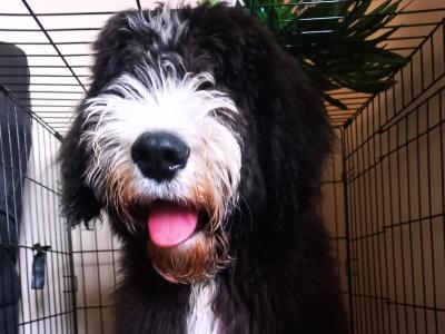 Sheepadoodle for stud in Donegal