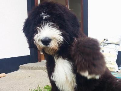 Sheepadoodle for stud in Donegal