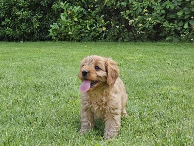 Gorgeous Cavapoo puppies in Carlow 🐶