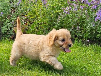 Gorgeous Cavapoo puppies in Carlow 🐶