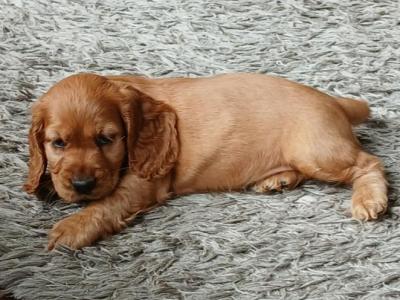 Beautiful male Golden Cocker Spaniel pup left ready to go