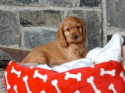 Beautiful male Golden Cocker Spaniel pup left ready to go