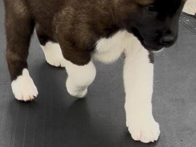 American Akita puppies in Galway