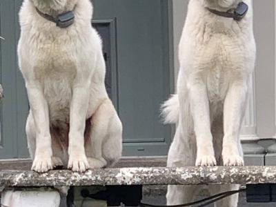 American Akita puppies in Galway