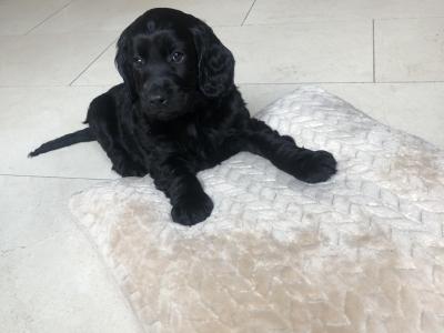 Beautiful Kerry Reared Cockapoo puppies for sale in Kerry