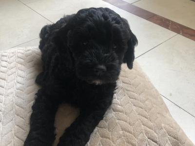 Beautiful Kerry Reared Cockapoo puppies for sale in Kerry