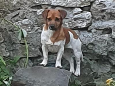 Beautiful purebred female Jack Russell puppy 18 months old in Kerry