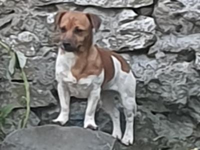 Beautiful purebred female Jack Russell puppy 18 months old in Kerry