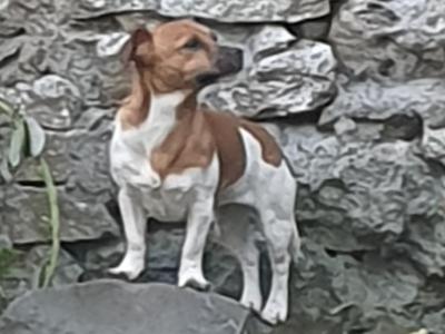 Beautiful purebred female Jack Russell puppy 18 months old in Kerry