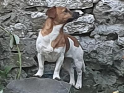 Beautiful purebred female Jack Russell puppy 18 months old in Kerry
