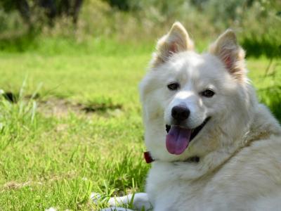 Yakutian Laika puppies in Mayo