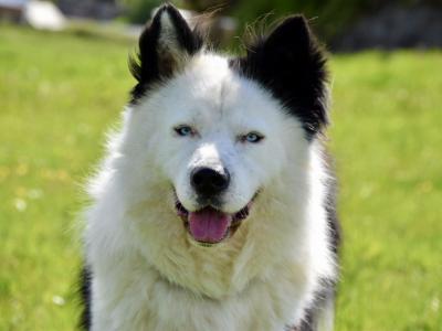 Yakutian Laika puppies in Mayo