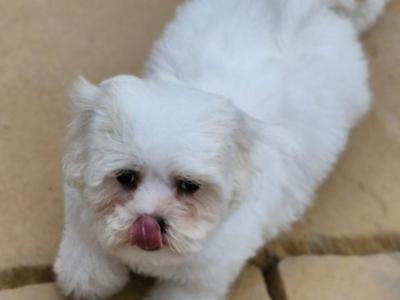 Maltese X Shih Tzu puppies in Cork - (Teddy bear puppies)