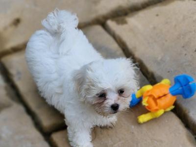 Maltese X Shih Tzu puppies in Cork - (Teddy bear puppies)
