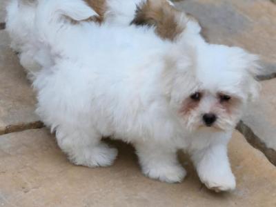 Maltese X Shih Tzu puppies in Cork - (Teddy bear puppies)