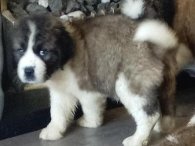 Beautiful IKC Registered(pending) St Bernard puppies in Dublin