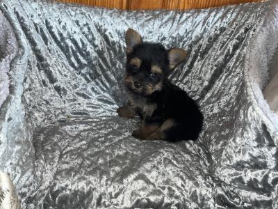 Jacko the male Yorkshire Terrier puppy in Limerick