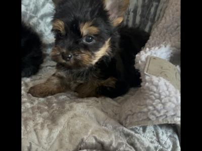 Jacko the male Yorkshire Terrier puppy in Limerick