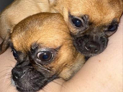 Chihuahua x Pug puppies for sale in Dublin