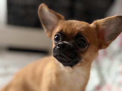 Chihuahua x Pug puppies for sale in Dublin