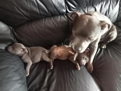 Blue Staffordshire Bull Terrier puppies in Offaly 🔵