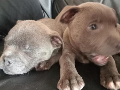Blue Staffordshire Bull Terrier puppies in Offaly 🔵