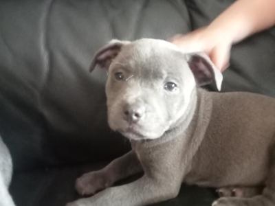 Blue Staffordshire Bull Terrier puppies in Offaly 🔵