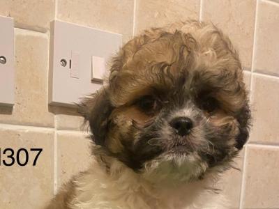 Teddy Bear (Bichon Frise x Shih Tzu) puppies in Cavan