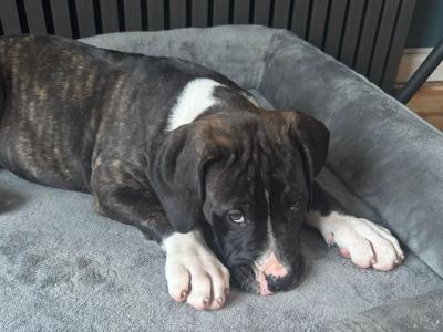 Female Dogo Argentino x Presa Canario puppy in Dublin