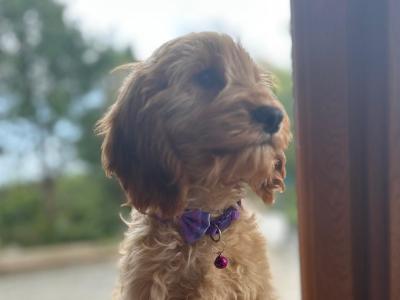 Cockapoo puppies 2 FEMALE LEFT