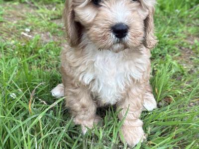 Female Cavapoo puppies in Cork