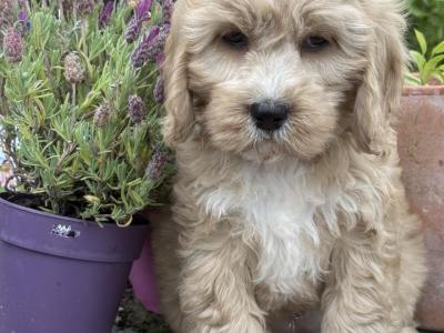 Female Cavapoo puppies in Cork