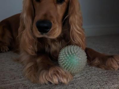 Beautiful Cocker Spaniel for Stud – 5 Years Old – Friendly, Healthy & Gentle