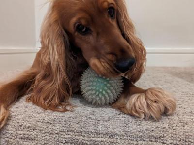 Beautiful Cocker Spaniel for Stud – 5 Years Old – Friendly, Healthy & Gentle