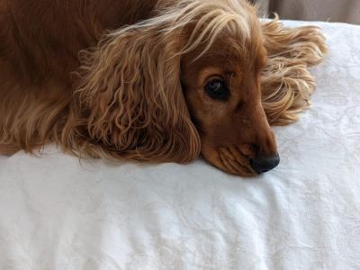 Beautiful Cocker Spaniel for Stud – 5 Years Old – Friendly, Healthy & Gentle