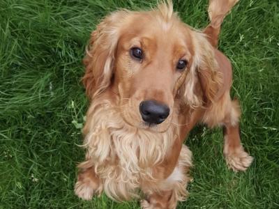 Beautiful Cocker Spaniel for Stud – 5 Years Old – Friendly, Healthy & Gentle