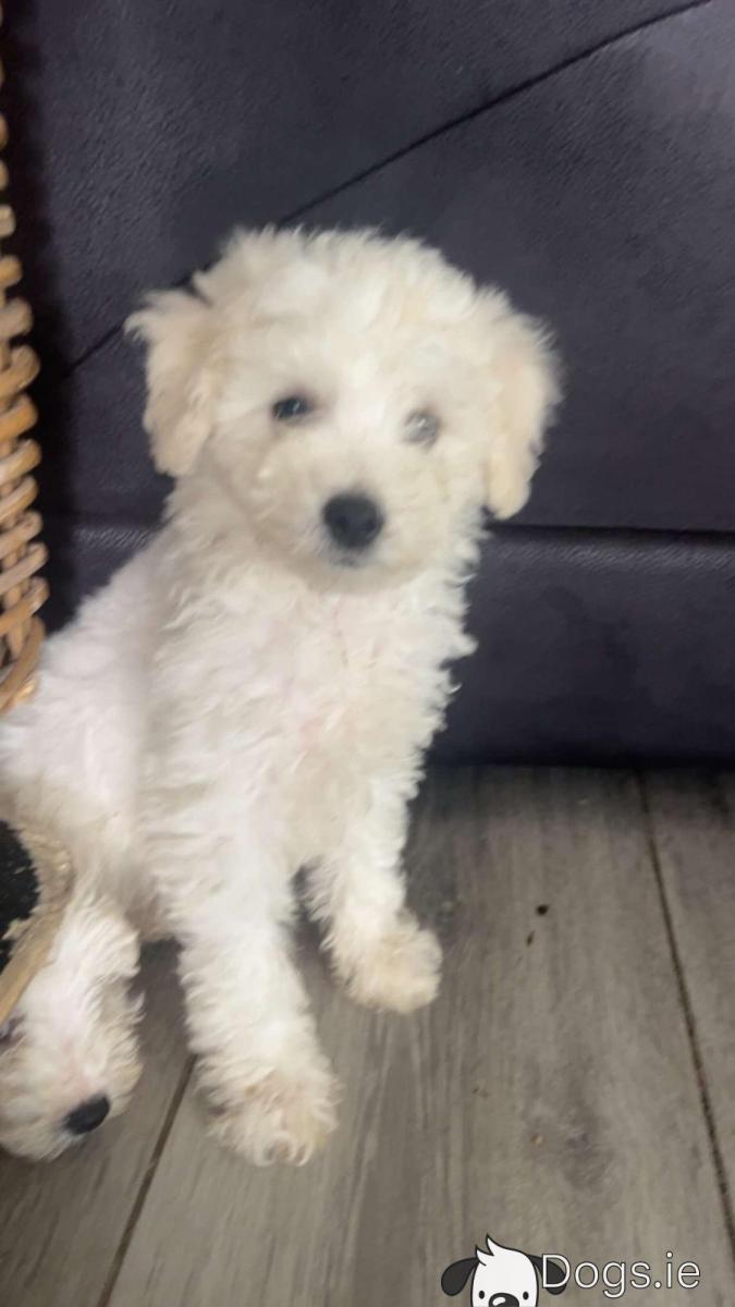 Bichon Maltese Month Old Maltese Male Maltichon Puppy Available