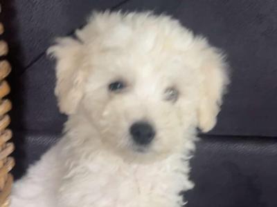 1 male Maltichon puppy available in Carlow. House Trained