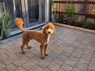 Miniature cockapoo for stud