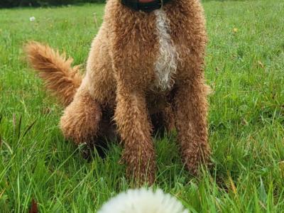 Miniature cockapoo for stud