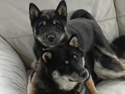 Miko 💛 the male Shiba Inu puppy in Wexford