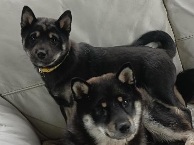 Miko 💛 the male Shiba Inu puppy in Wexford