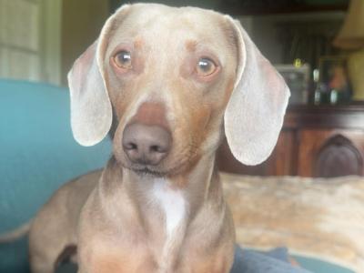 Miniature Dachshund for Stud