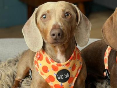 Miniature Dachshund for Stud