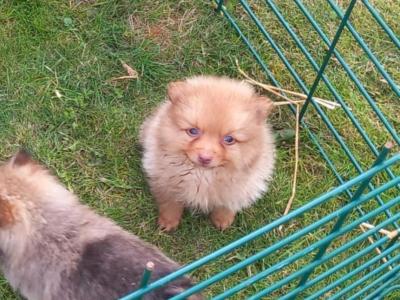 Pomeranian puppies in Wicklow