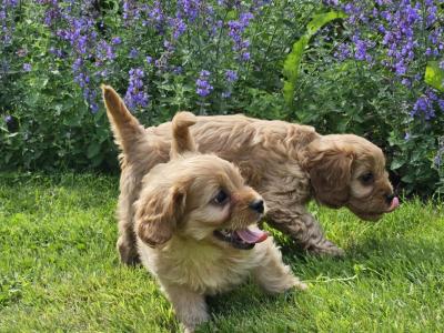 Gorgeous Cavapoo puppies in Carlow 🐶