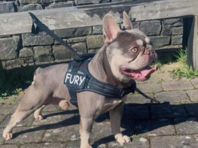 Show Quality French Bulldog’s female