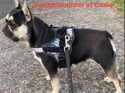 Show Quality French Bulldog’s female